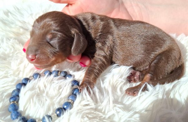Dexter Miniature Dachshund