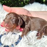 Dexter-male-miniature-dachshund-puppy-for-sale-1 (2)