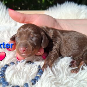 Dexter Miniature Poodle