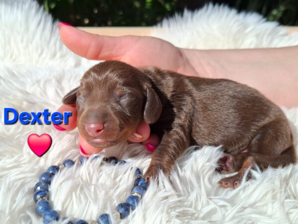 Dexter Miniature Dachshund