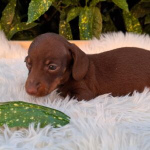 Dexter Miniature Dachshund