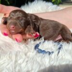 Dexter-male-miniature-dachshund-puppy-for-sale-1 (4)