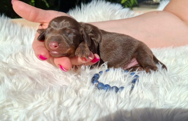 Dexter Miniature Dachshund