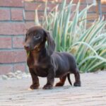 Dexter-male-miniature-dachshund-puppy-for-sale- (1)