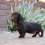 Dexter-male-miniature-dachshund-puppy-for-sale- (2)