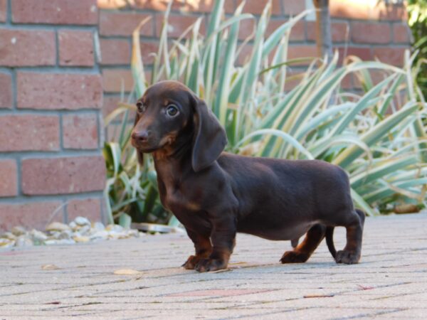 Dexter Miniature Dachshund Dexter Miniature Dachshund