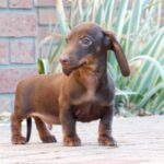 Dexter-male-miniature-dachshund-puppy-for-sale- (3)