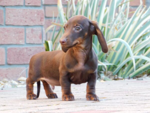 Dexter Miniature Dachshund Dexter Miniature Dachshund