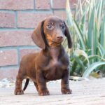 Darius Miniature Dachshund