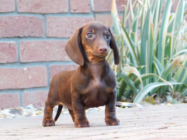 Dexter Miniature Dachshund Dexter Miniature Dachshund