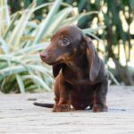 Dexter-male-miniature-dachshund-puppy-for-sale- (5)