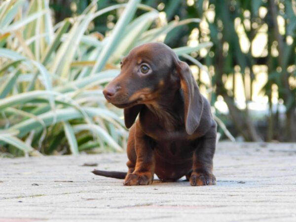 Dexter Miniature Dachshund Dexter Miniature Dachshund