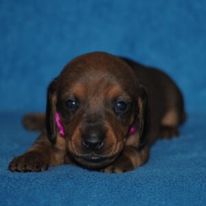 Dina Miniature Dachshund