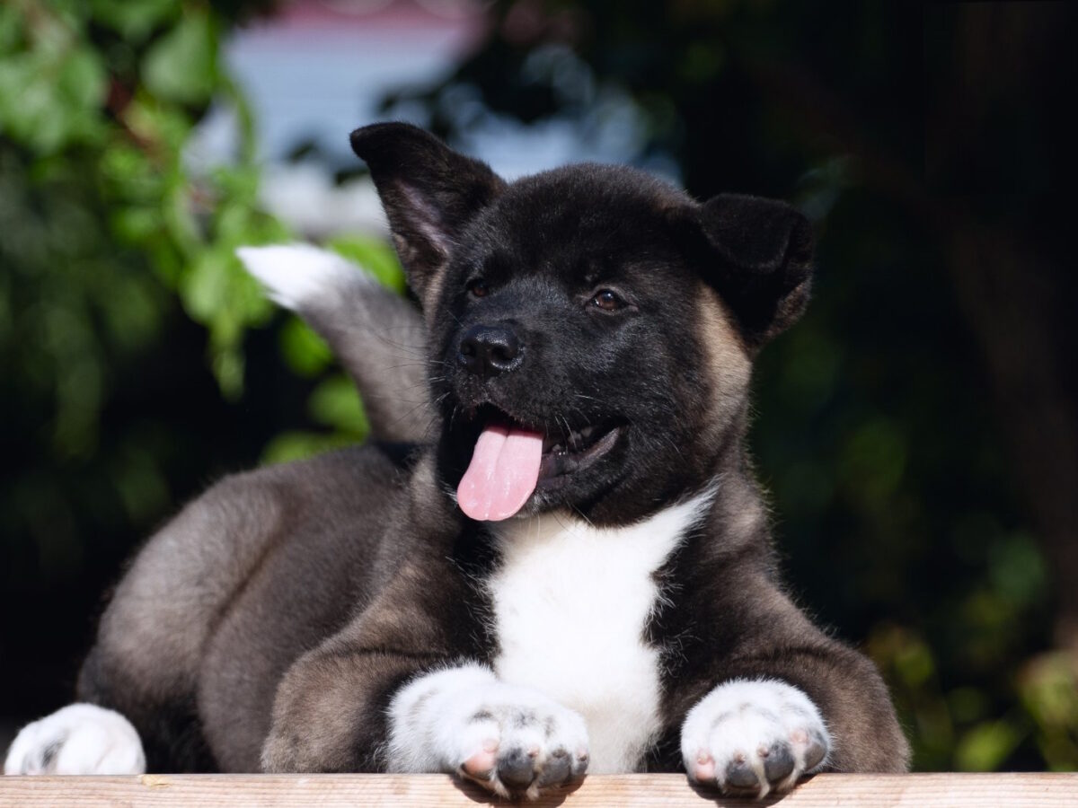 German Shepherd Male Akita Puppies For Sale American Akita Dogs