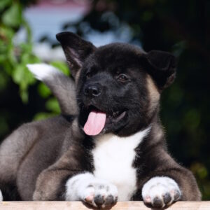 Dipsy American Akita