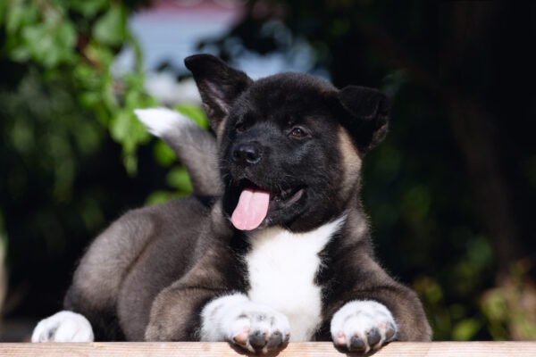 Dipsy American Akita