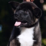 Dipsy-male-American-Akita-puppy-for-sale-1 (2)