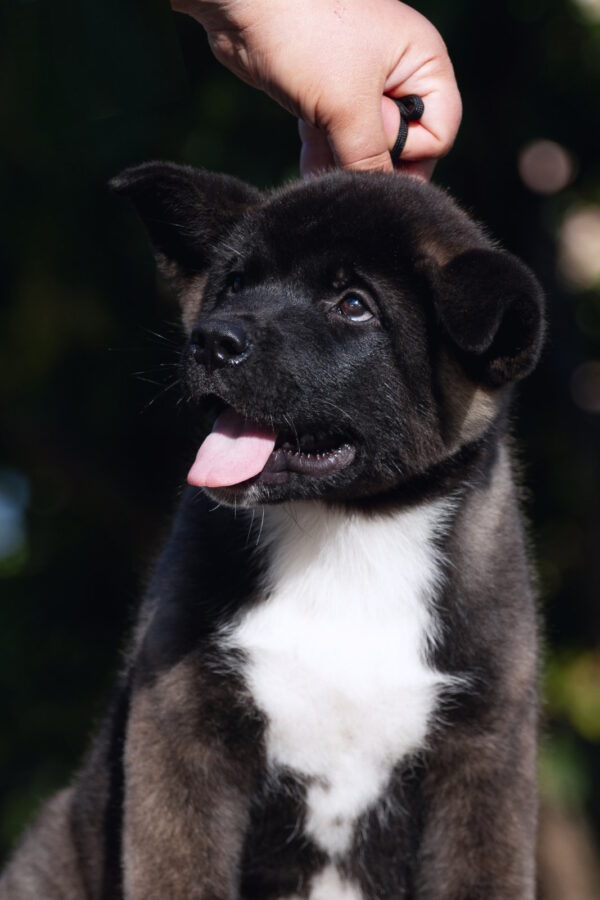 Dipsy American Akita
