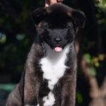 Dipsy-male-American-Akita-puppy-for-sale-1 (3)