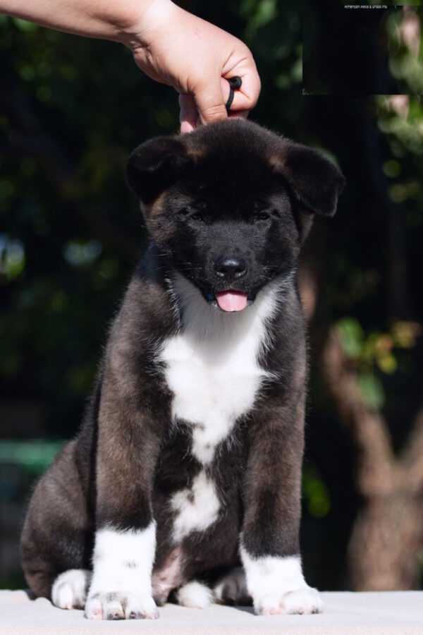 Dipsy American Akita