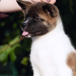 Ditta American Akita