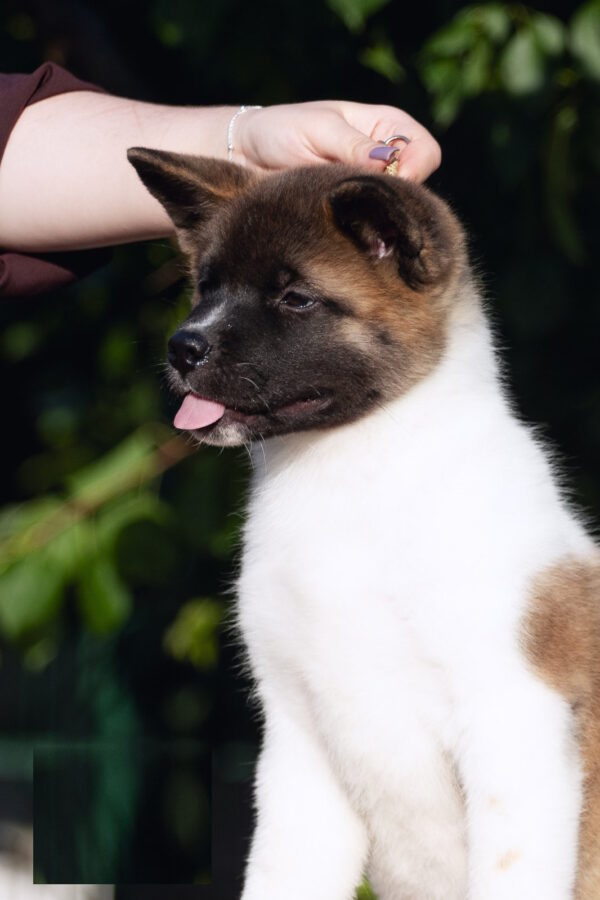 Ditta American Akita
