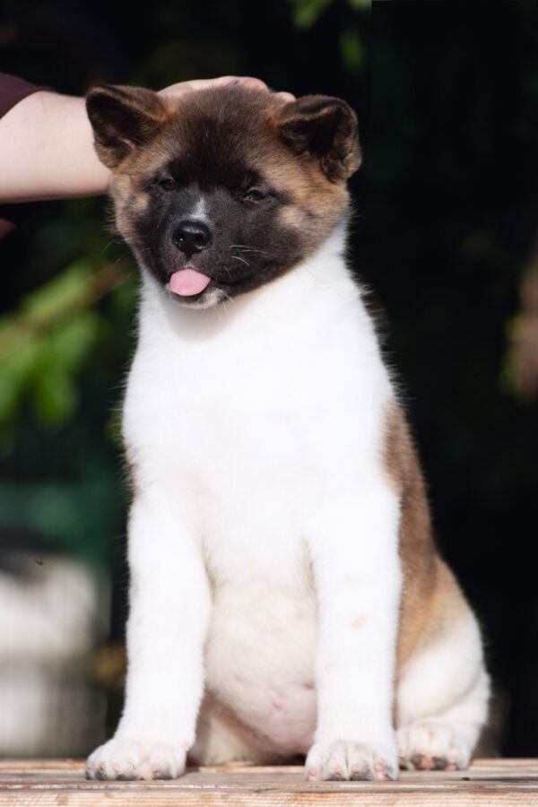 Ditta American Akita