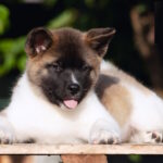 Ditta-female-American-Akita-puppy-for-sale-1 (3)