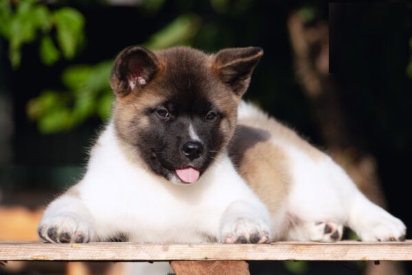 Ditta American Akita