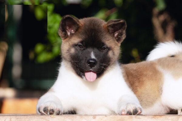 Ditta American Akita