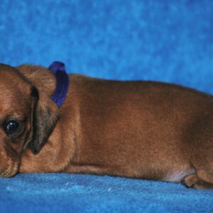 Dixie Miniature Dachshund
