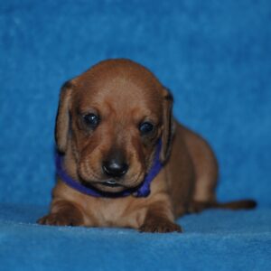 Dixie Miniature Dachshund