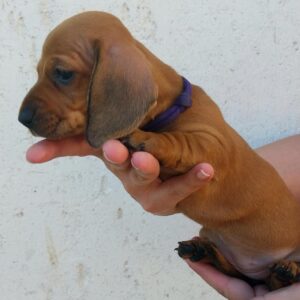 Dixie Miniature Dachshund