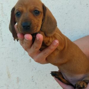 Dixie Miniature Dachshund