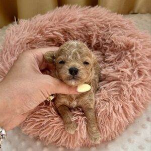 Dixon Maltipoo