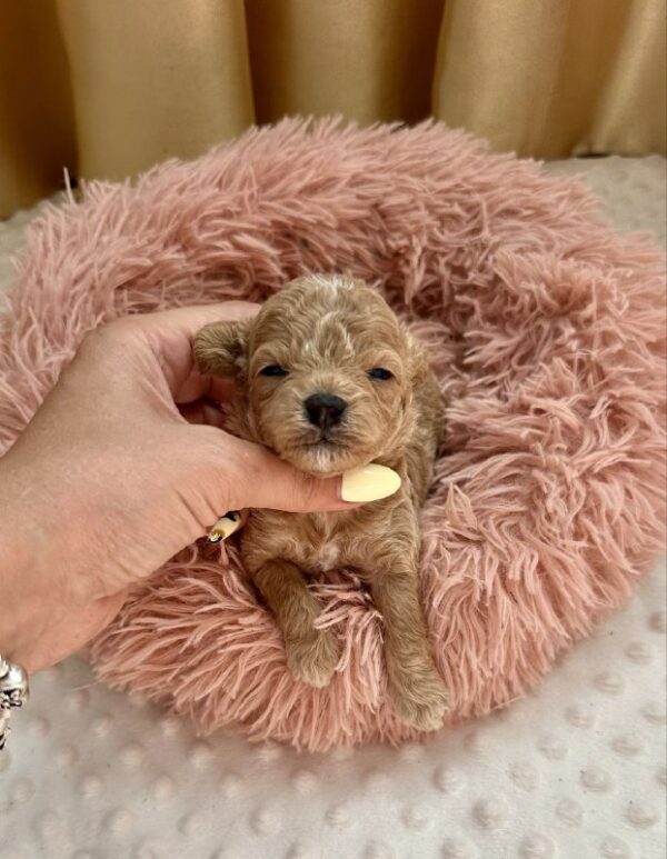 Dixon Maltipoo