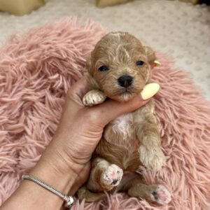 Dixon Maltipoo