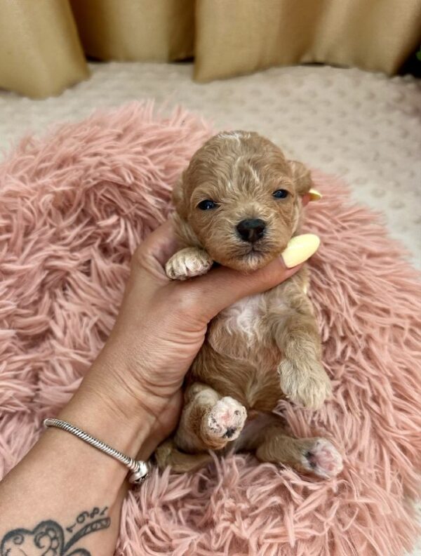 Dixon Maltipoo