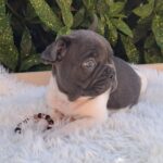 Dixon-male-french-bulldog-puppy-for-sale- (1)