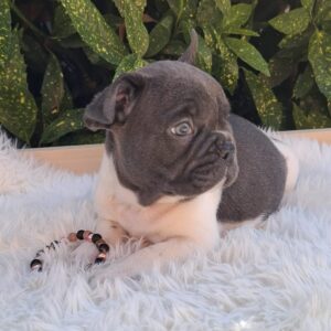 Dixon French Bulldog
