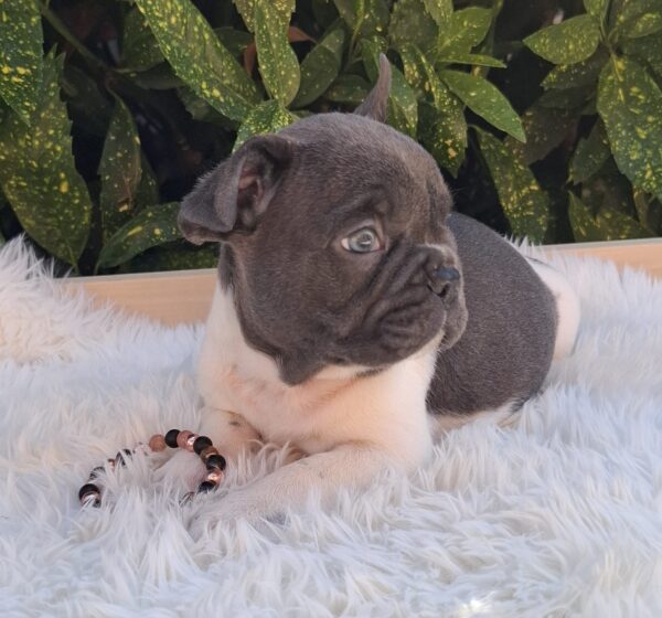 Dixon French Bulldog