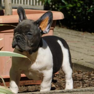 Dixon French Bulldog
