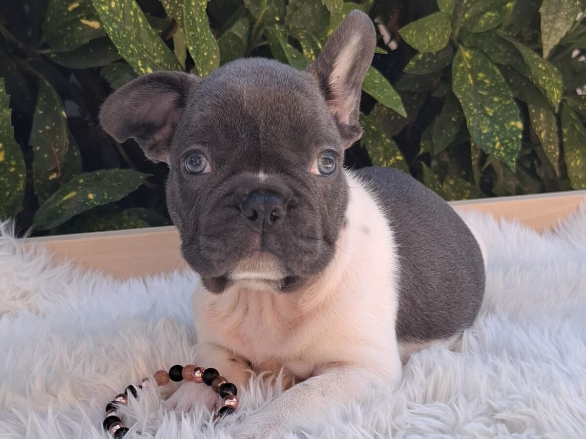Bulldog Breeder Blue Steel French Bulldogs Champion French Bulldog