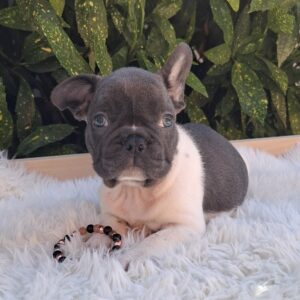 Dixon French Bulldog