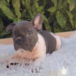 Dixon-male-french-bulldog-puppy-for-sale- (3)