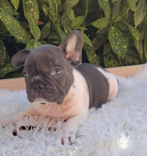 Dixon French Bulldog