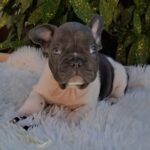 Dixon-male-french-bulldog-puppy-for-sale- (4)