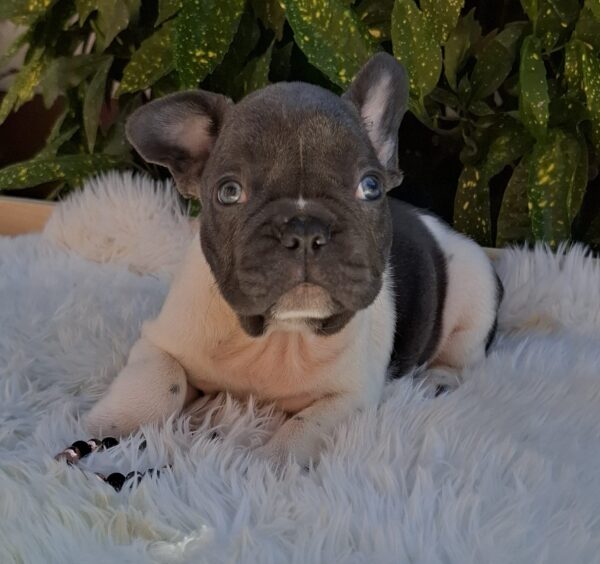 Dixon French Bulldog