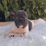 Dixon-male-french-bulldog-puppy-for-sale- (5)
