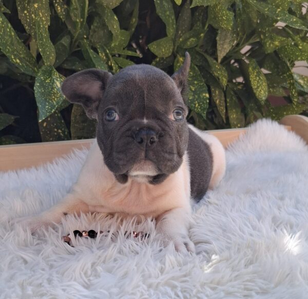 Dixon French Bulldog